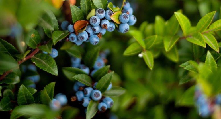 Star Cool CA+ powers the fortunes of Peruvian blueberry producers